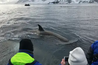 Hop on board an expedition vessel and explore all Antarctica has to offer 